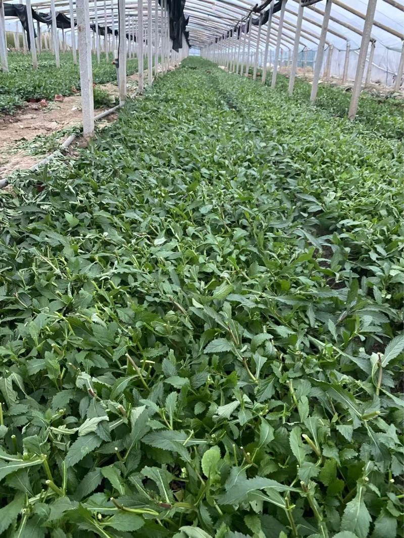 精品柳叶马鞭草优质柳叶马鞭草柳叶马鞭草自产