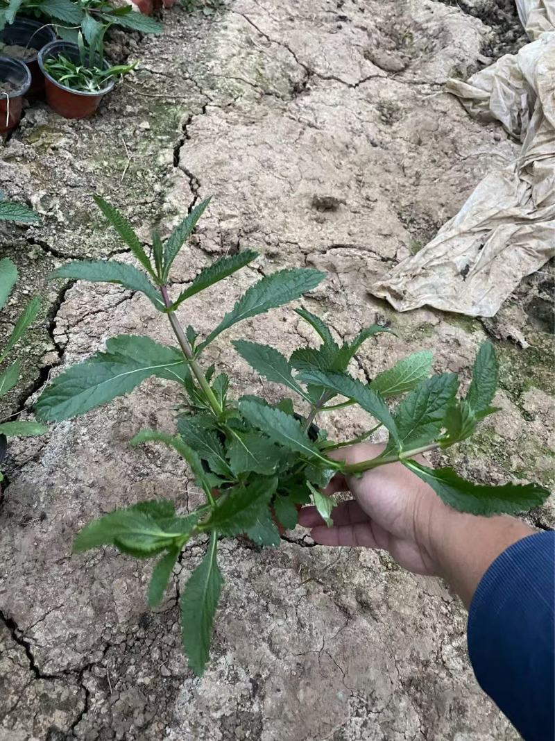 精品柳叶马鞭草优质柳叶马鞭草柳叶马鞭草自产