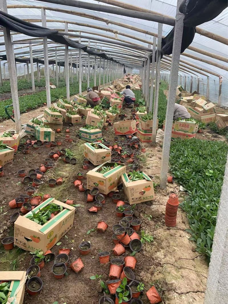 精品柳叶马鞭草优质柳叶马鞭草柳叶马鞭草自产