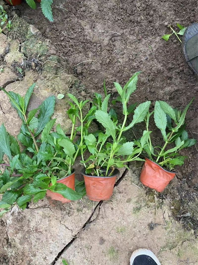 精品柳叶马鞭草优质柳叶马鞭草柳叶马鞭草自产