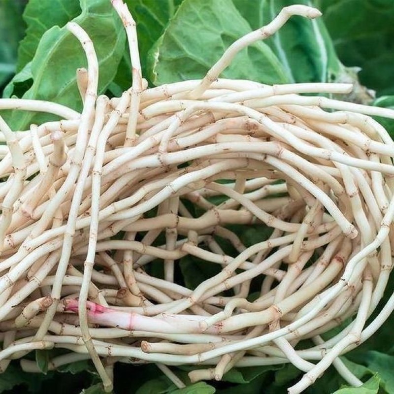 现挖现洗，云贵川渝**鱼腥草，折耳根，电商，市场，超市货