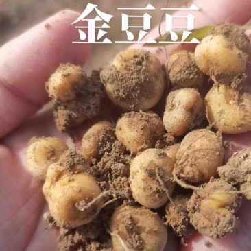元胡基地