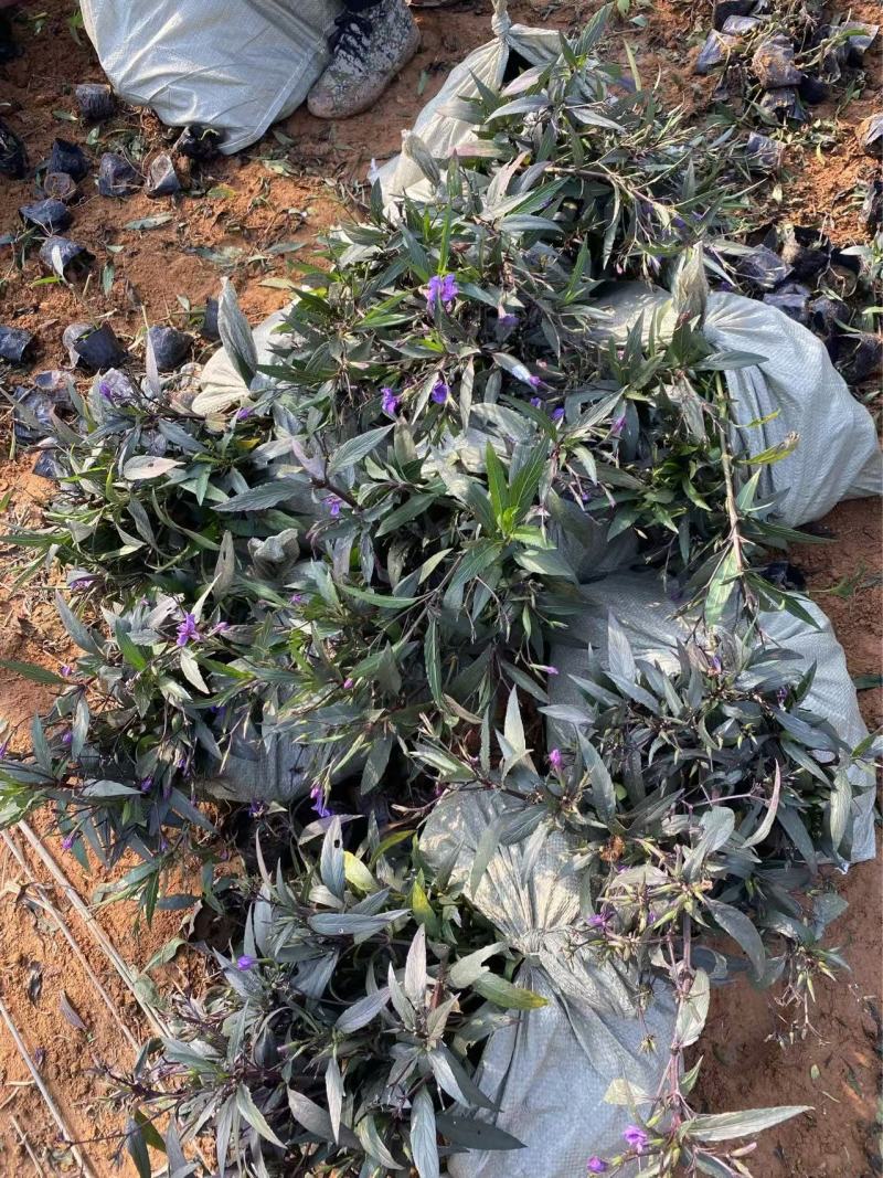 精品翠芦莉优质翠芦莉自产自销翠芦莉种植基地