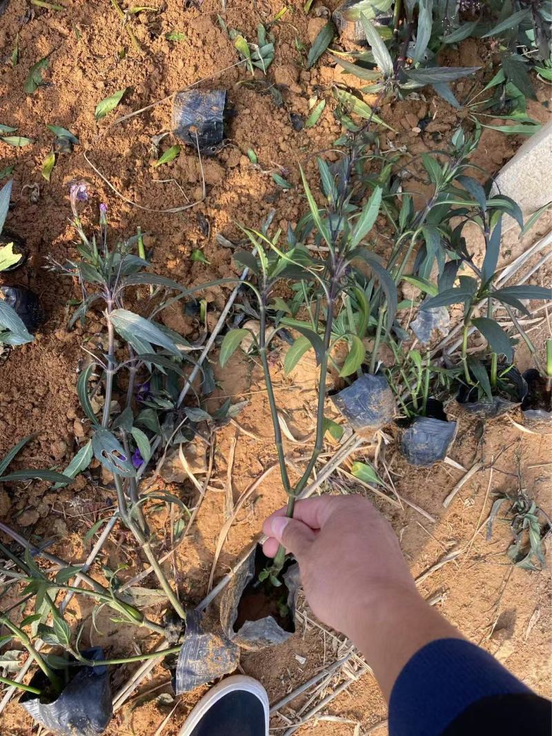 精品翠芦莉优质翠芦莉自产自销翠芦莉种植基地
