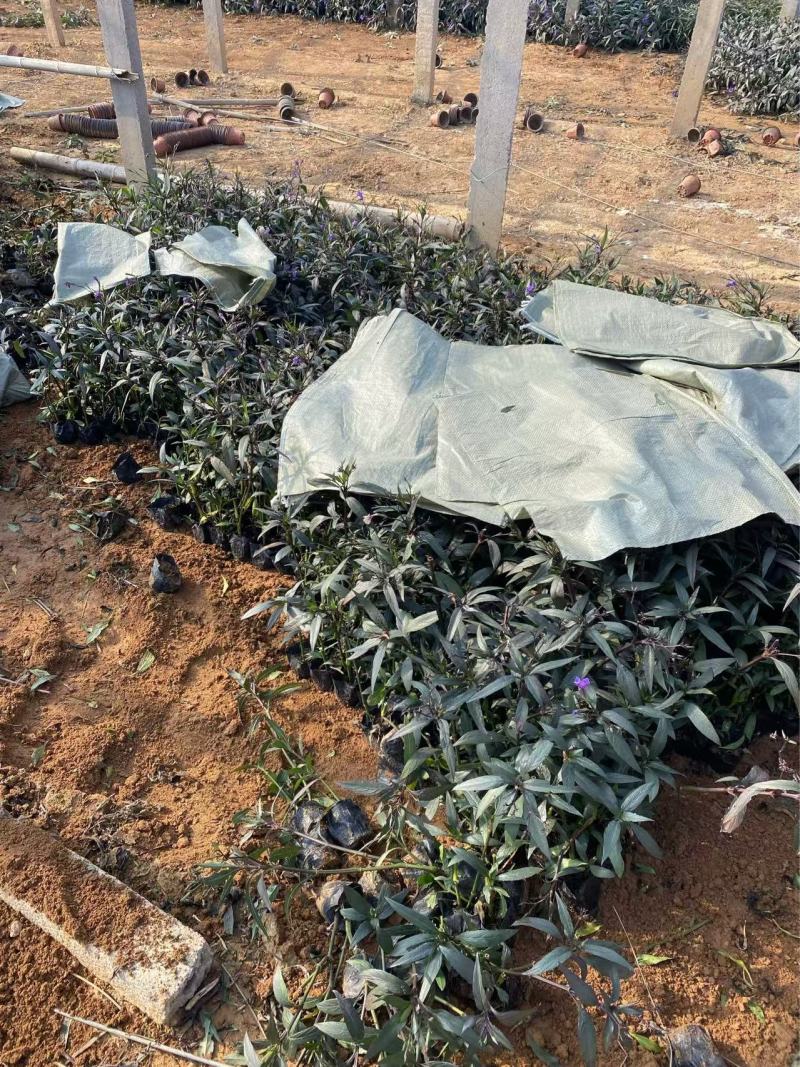 精品翠芦莉优质翠芦莉自产自销翠芦莉种植基地