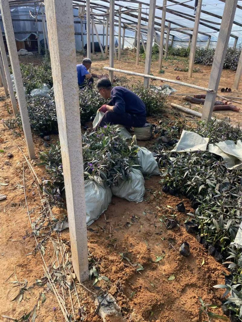 精品翠芦莉优质翠芦莉自产自销翠芦莉种植基地