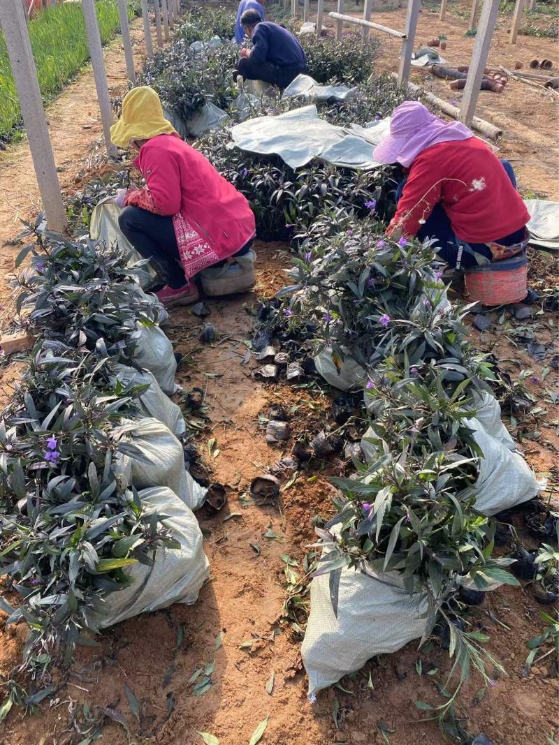 精品翠芦莉优质翠芦莉自产自销翠芦莉种植基地