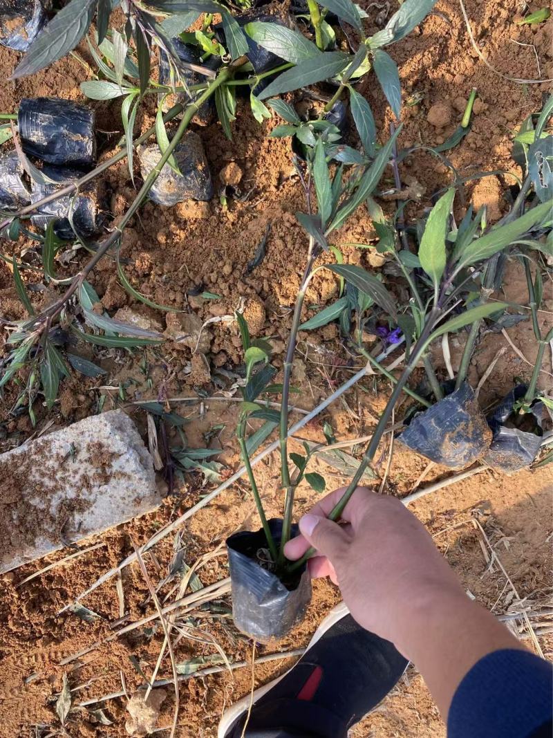 精品翠芦莉优质翠芦莉自产自销翠芦莉种植基地