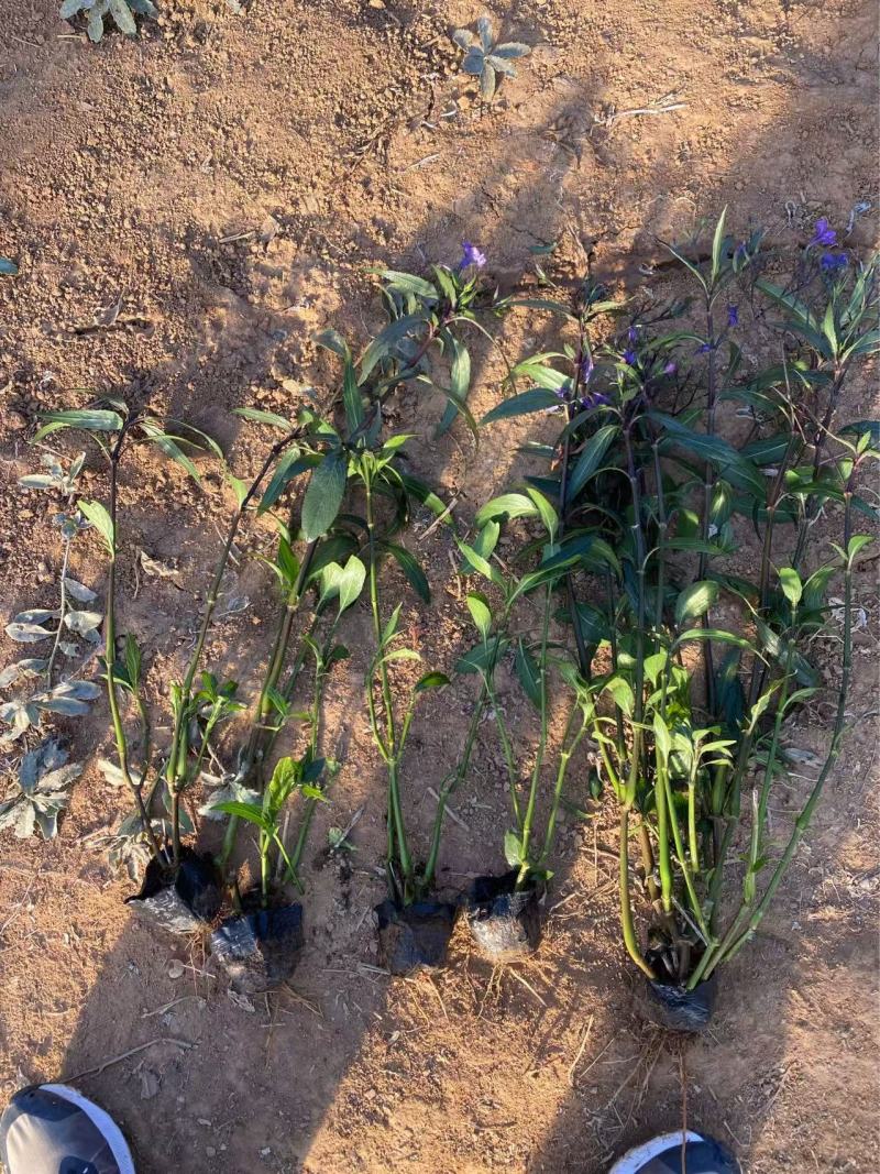 精品翠芦莉优质翠芦莉自产自销翠芦莉种植基地