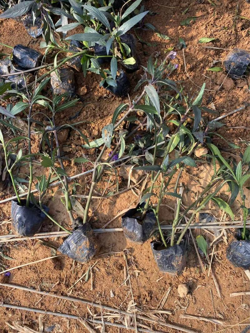 精品翠芦莉优质翠芦莉自产自销翠芦莉种植基地