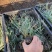 精品花叶燕麦草优质花叶燕麦草自产自销