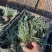精品花叶燕麦草优质花叶燕麦草自产自销