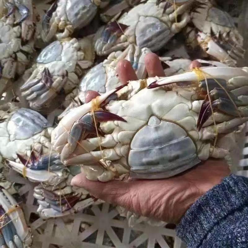 单冻梭子蟹母蟹公蟹三角排箱都有货，支持一件代发