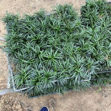 精品矮麦冬方便盘。优质矮麦冬方盘自产自销