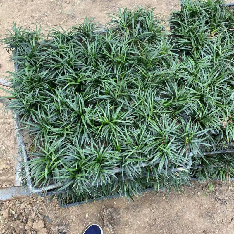 精品矮麦冬方便盘。优质矮麦冬方盘自产自销