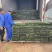 精品矮麦冬方便盘。优质矮麦冬方盘自产自销