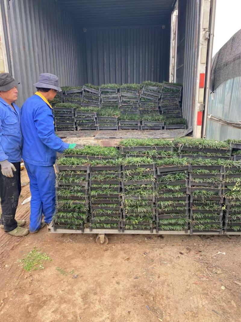 精品矮麦冬方便盘。优质矮麦冬方盘自产自销