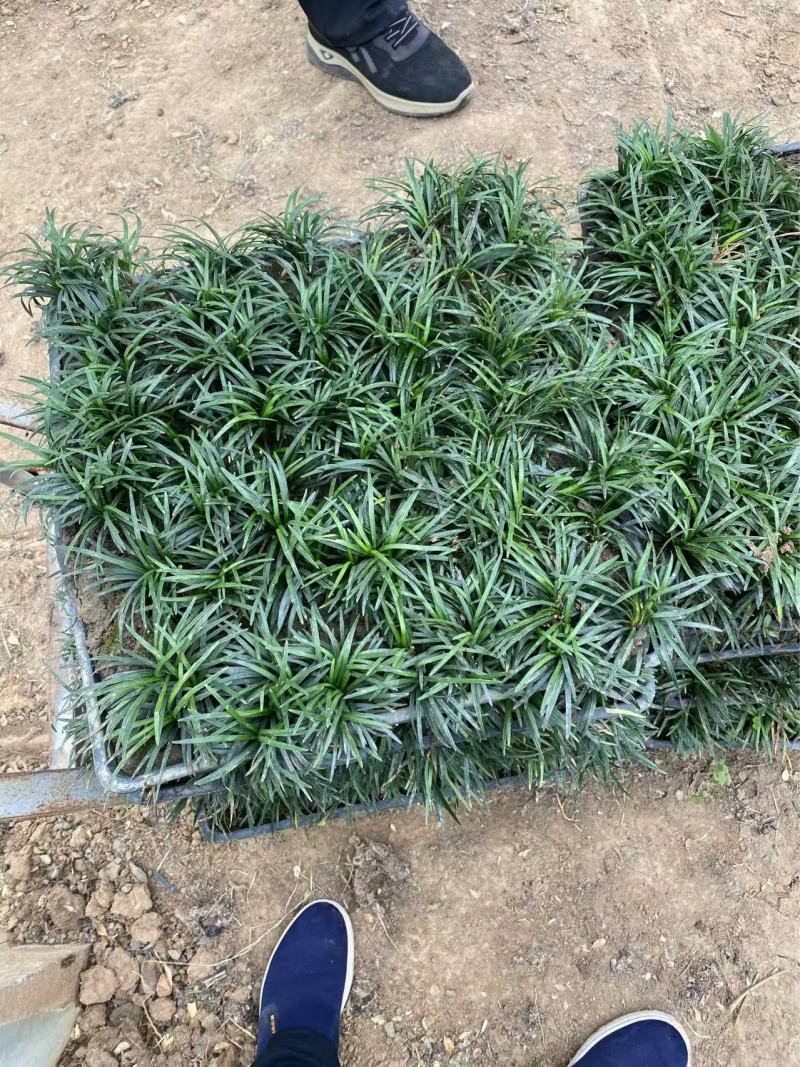 精品矮麦冬方便盘。优质矮麦冬方盘自产自销