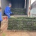 精品矮麦冬方便盘。优质矮麦冬方盘自产自销