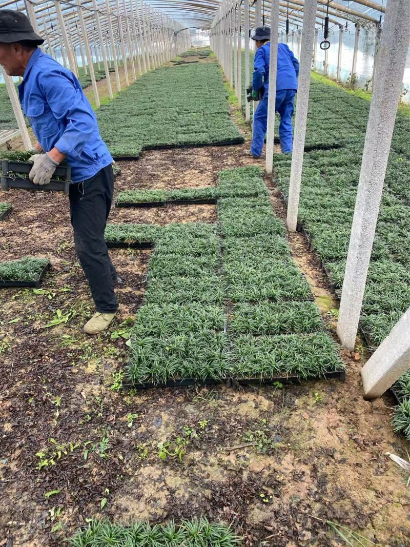 精品矮麦冬方便盘。优质矮麦冬方盘自产自销