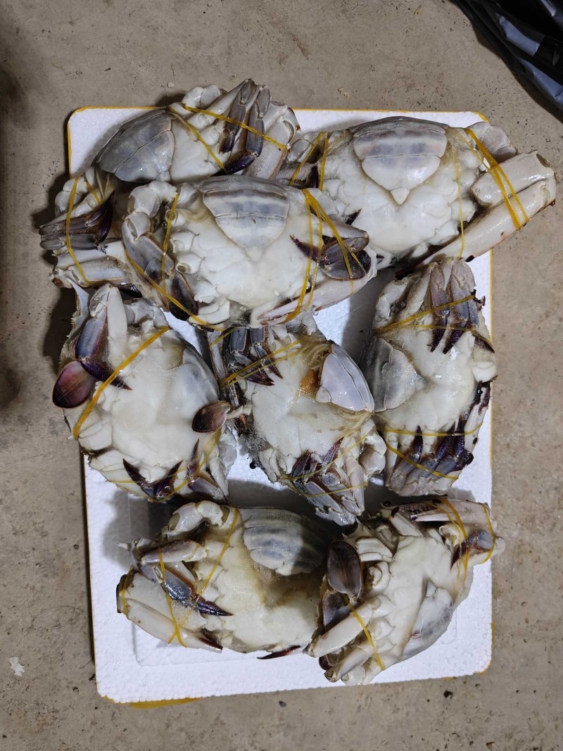 单冻梭子蟹母蟹公蟹三角排箱都有货，支持一件代发