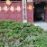 菊花苗