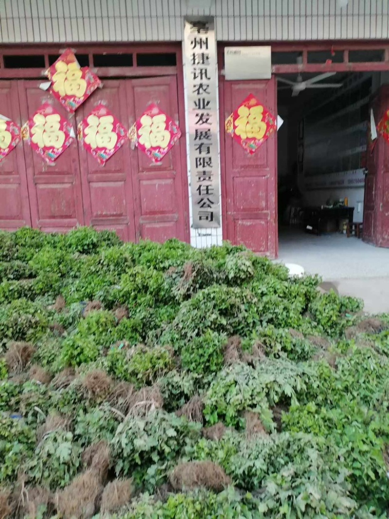 菊花苗