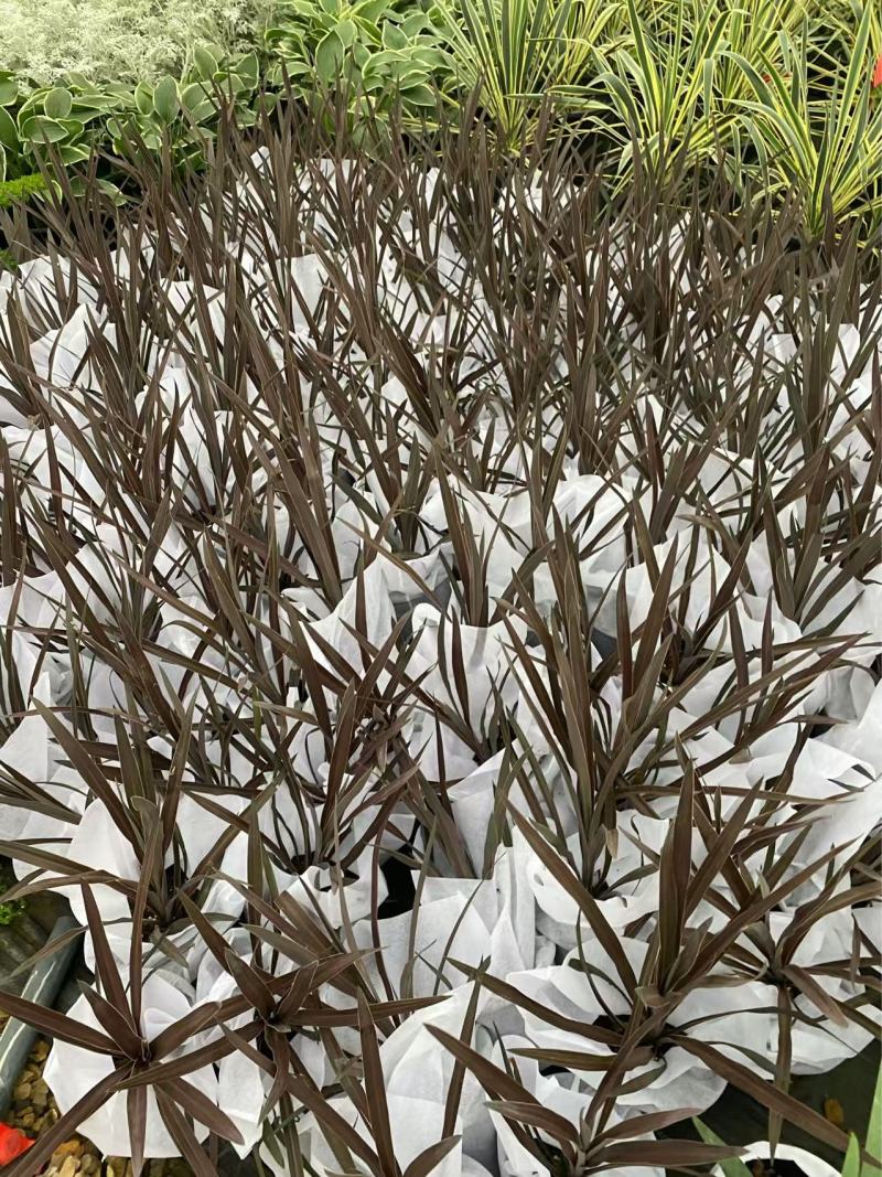 精品朱蕉。优质朱蕉朱蕉自产自销