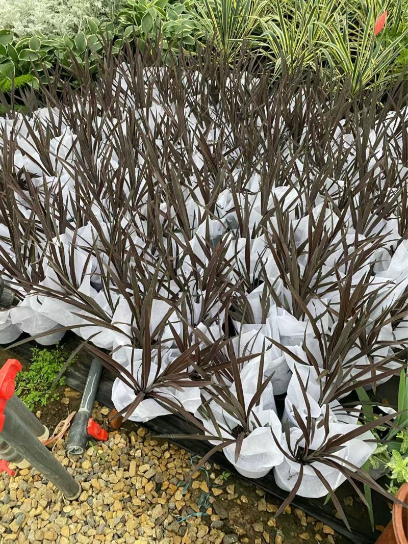 精品朱蕉。优质朱蕉朱蕉自产自销