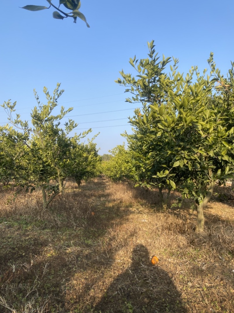 原生橘子树桔子树3-5-8-10-12公分湖北苗圃直供
