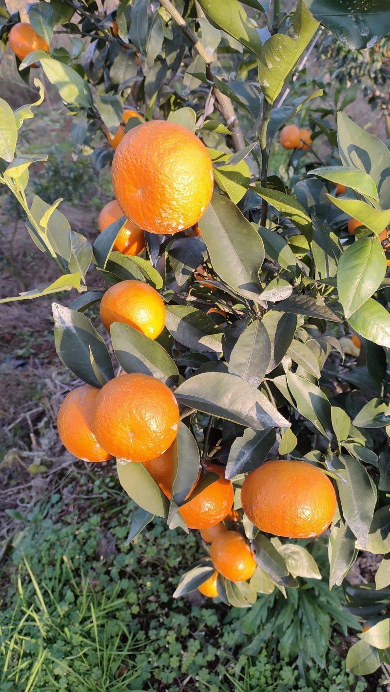 沃柑精品沃柑产地直发量大价优对接全国客商欢迎老板致电
