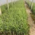 芦苇苗自产自销芦苇种植基地