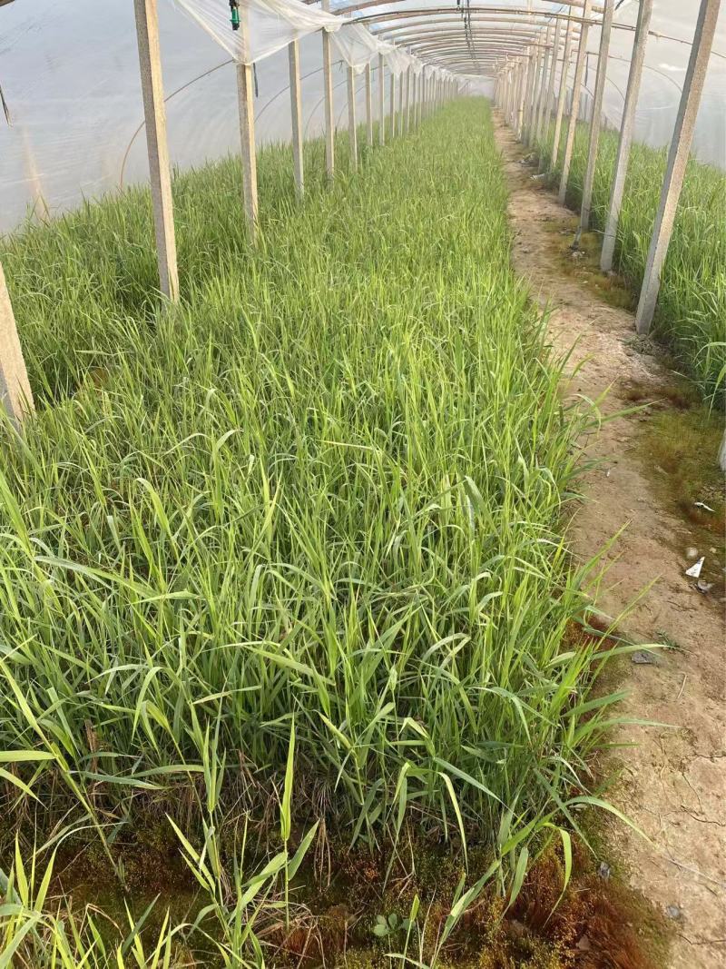 芦苇苗自产自销芦苇种植基地