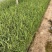 芦苇苗自产自销芦苇种植基地