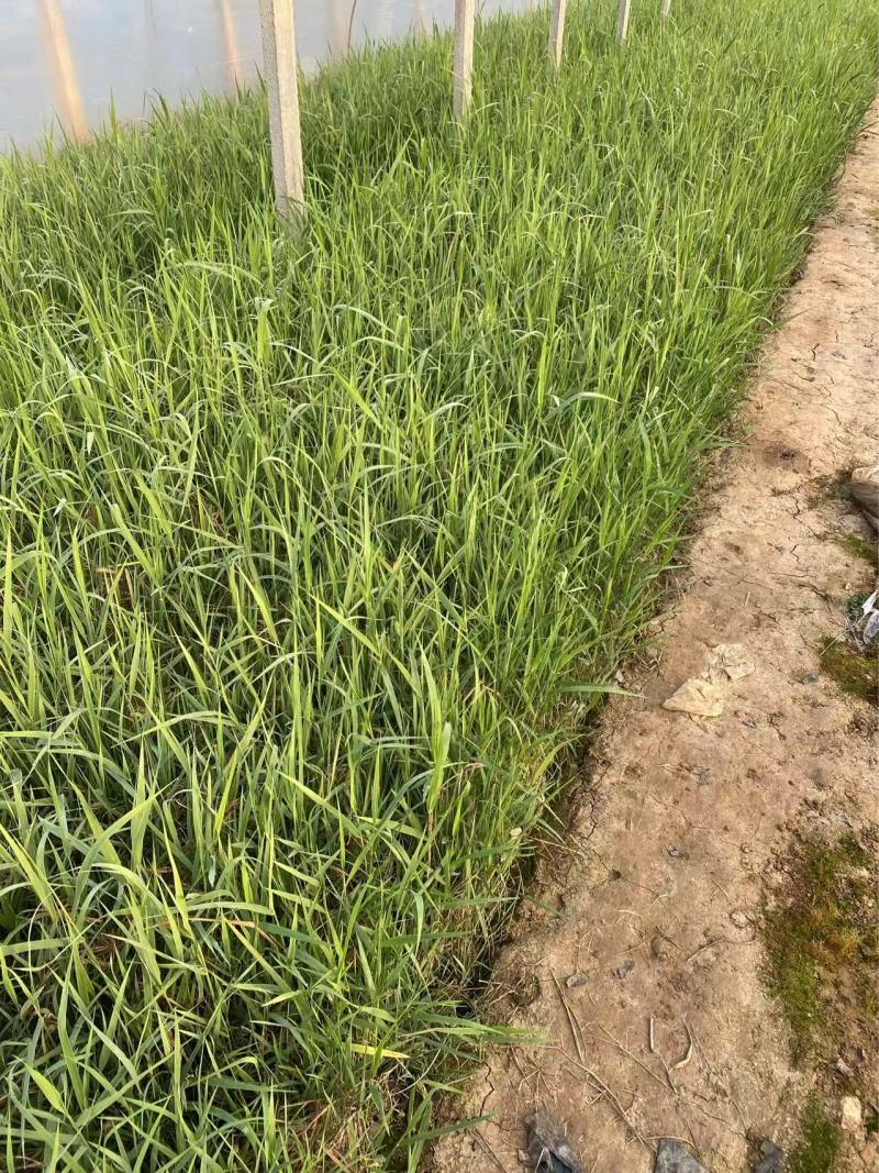 芦苇苗自产自销芦苇种植基地