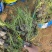 芦苇苗自产自销芦苇种植基地