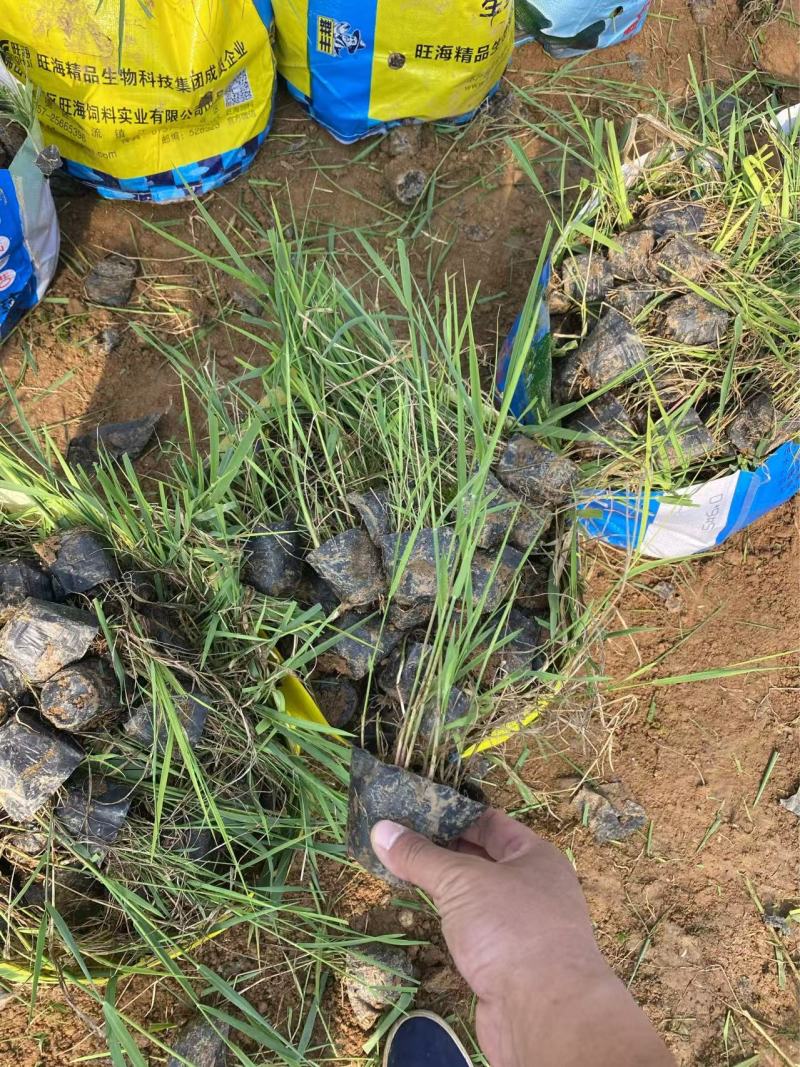 芦苇苗自产自销芦苇种植基地