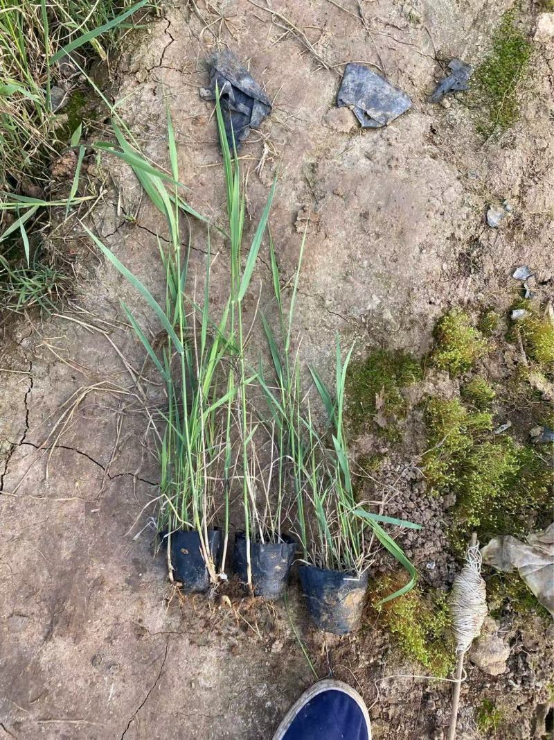 芦苇苗自产自销芦苇种植基地