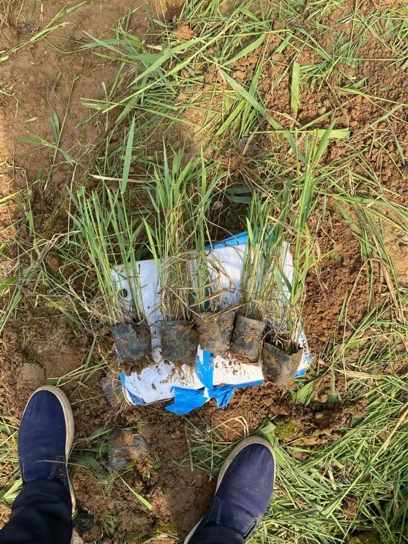 芦苇苗自产自销芦苇种植基地