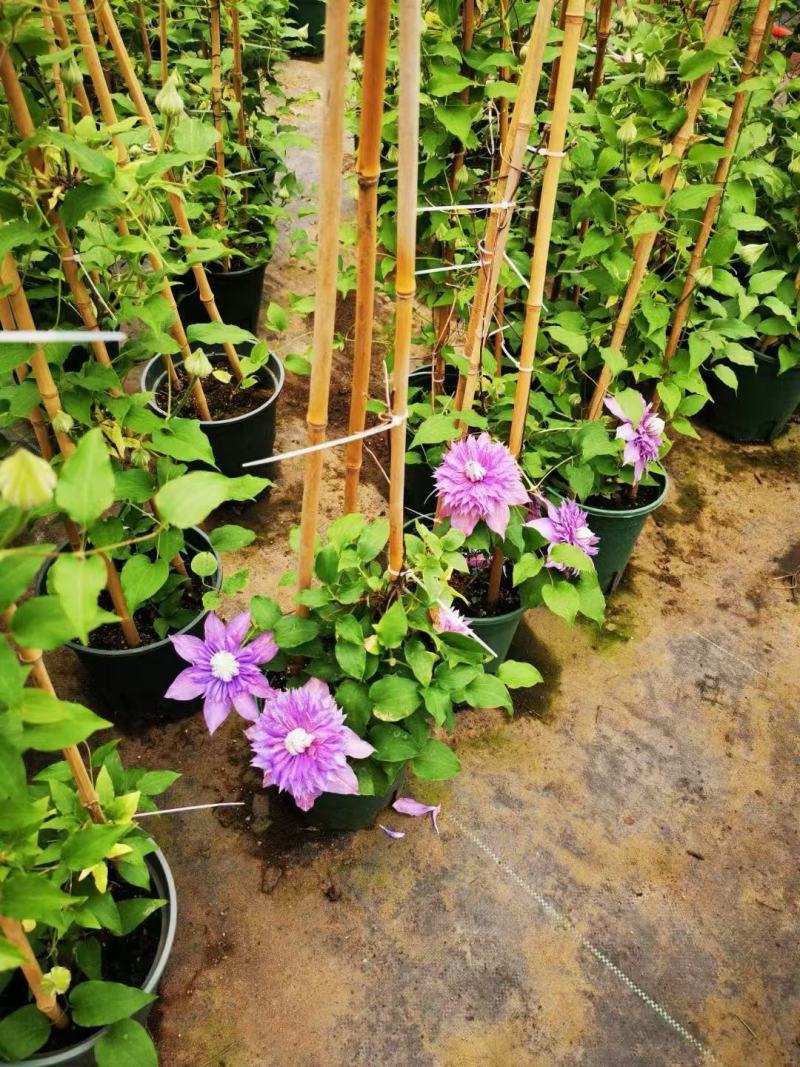 精品铁线莲优质铁线莲自产自销铁线莲种植基