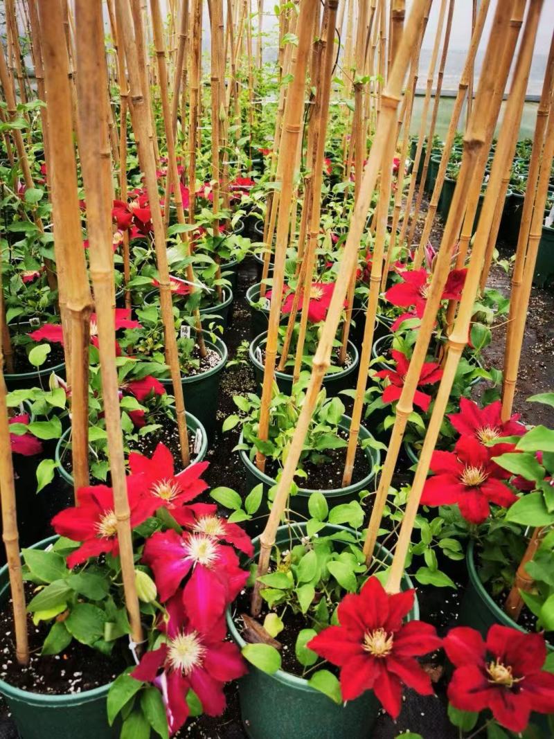 精品铁线莲优质铁线莲自产自销铁线莲种植基