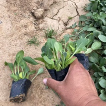 精品黑心菊。优质黑心菊自产自销。黑心菊种植基地