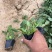 精品黑心菊。优质黑心菊自产自销。黑心菊种植基地