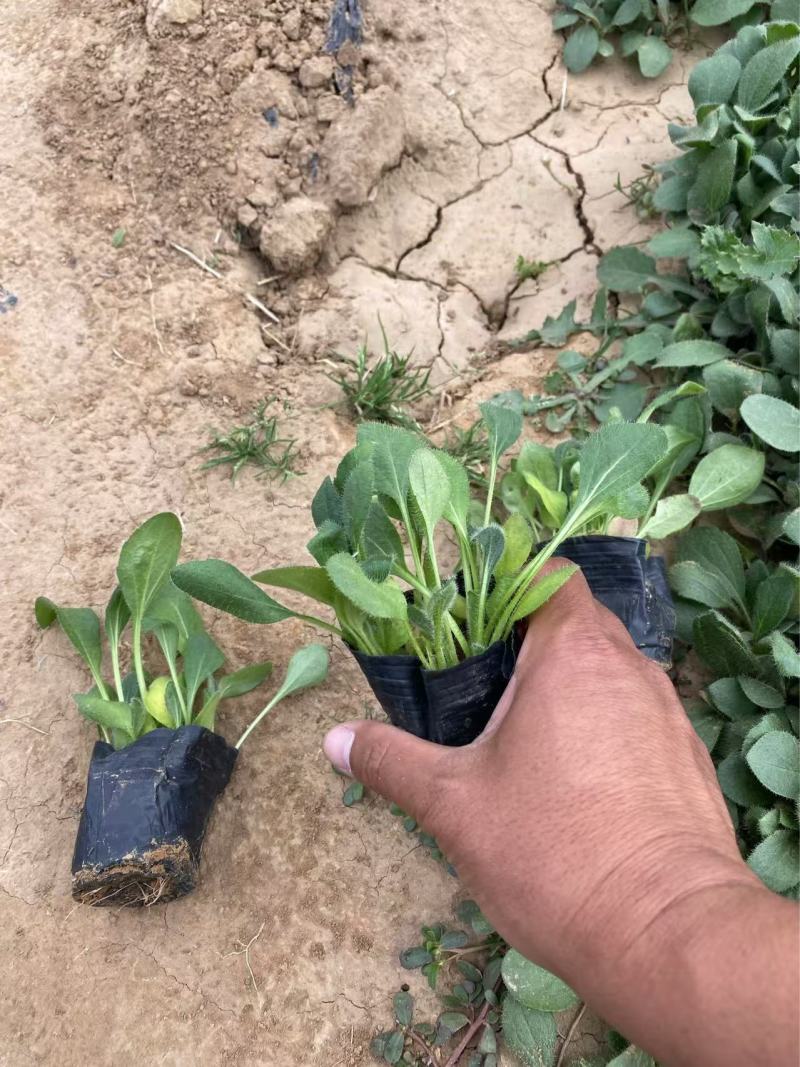 精品黑心菊。优质黑心菊自产自销。黑心菊种植基地