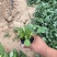 精品黑心菊。优质黑心菊自产自销。黑心菊种植基地