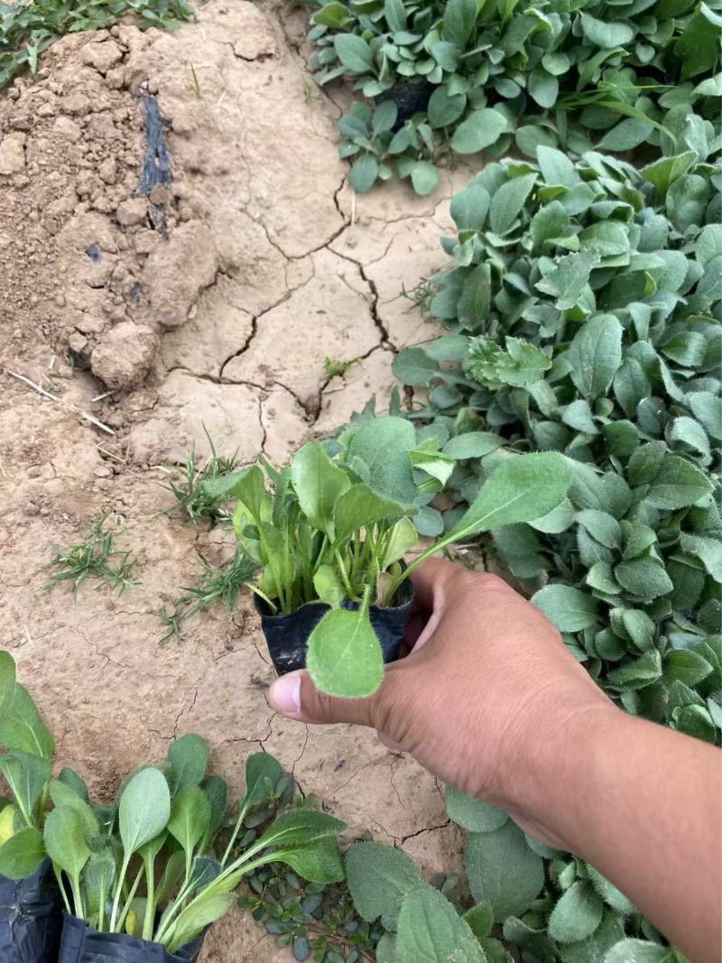 精品黑心菊。优质黑心菊自产自销。黑心菊种植基地