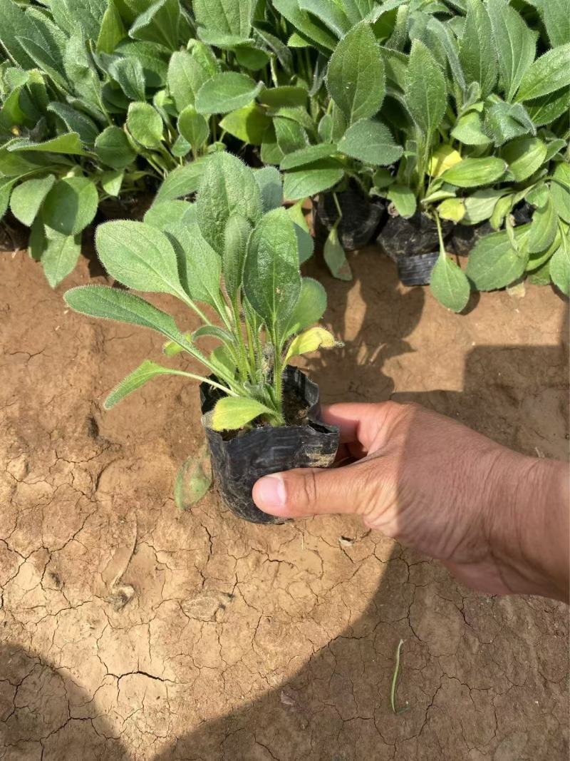 精品黑心菊。优质黑心菊自产自销。黑心菊种植基地