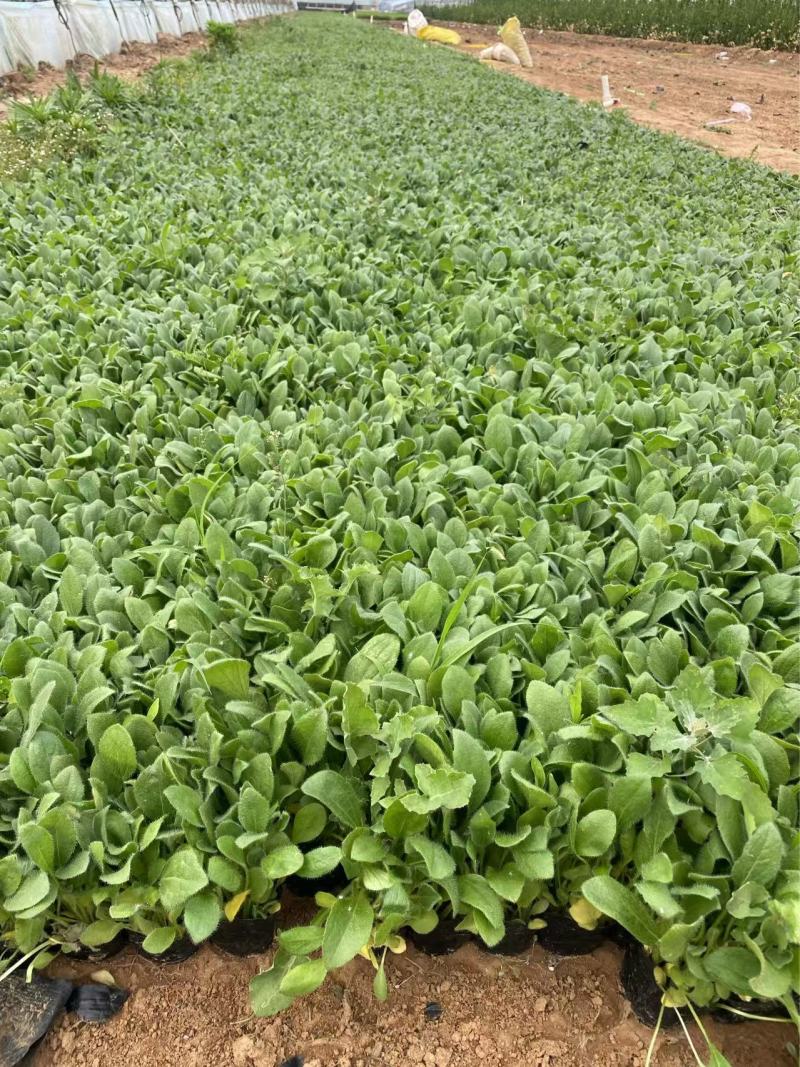 精品黑心菊。优质黑心菊自产自销。黑心菊种植基地