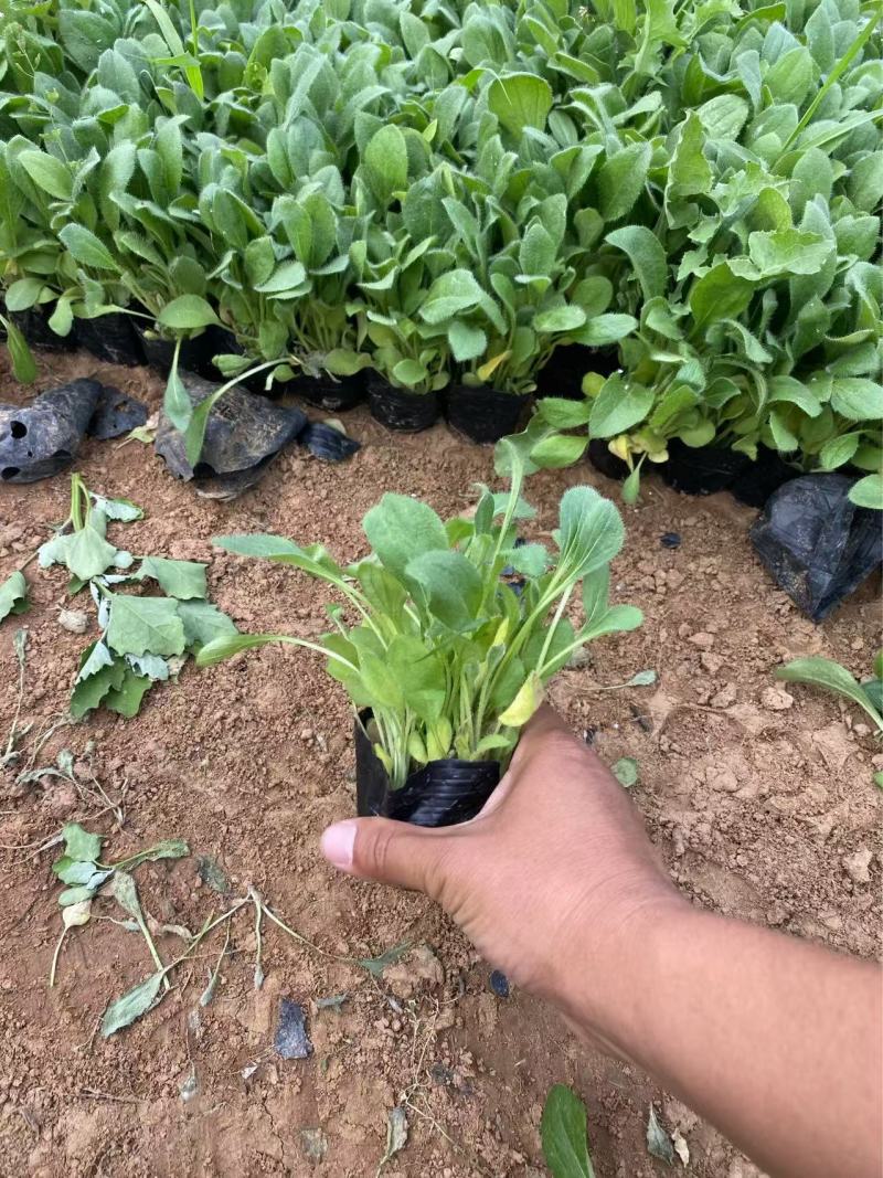 精品黑心菊。优质黑心菊自产自销。黑心菊种植基地