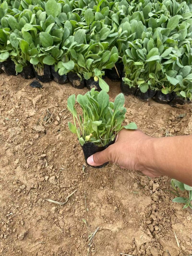 精品黑心菊。优质黑心菊自产自销。黑心菊种植基地